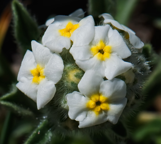 yarrow